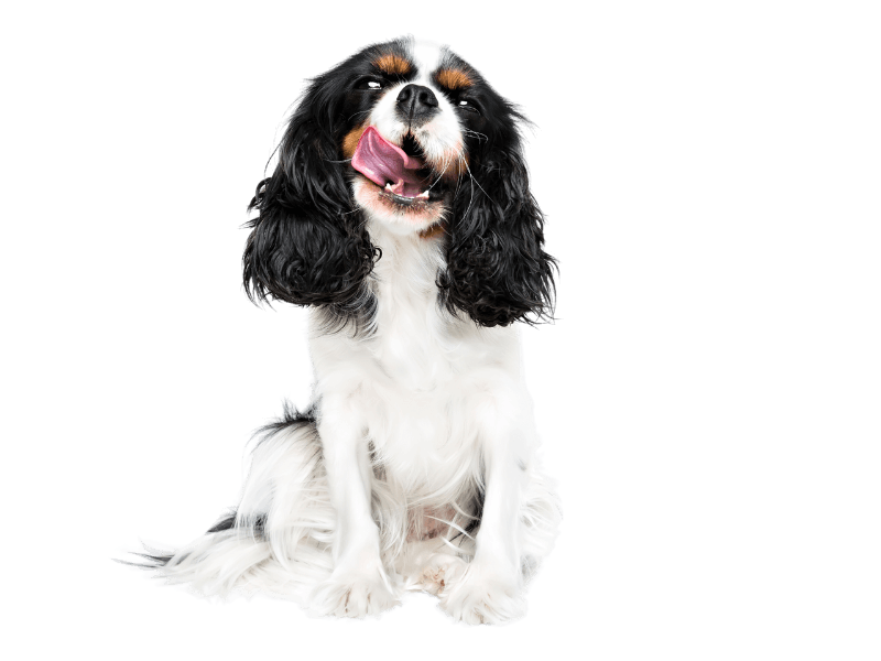brown and white spaniel dog with tongue out