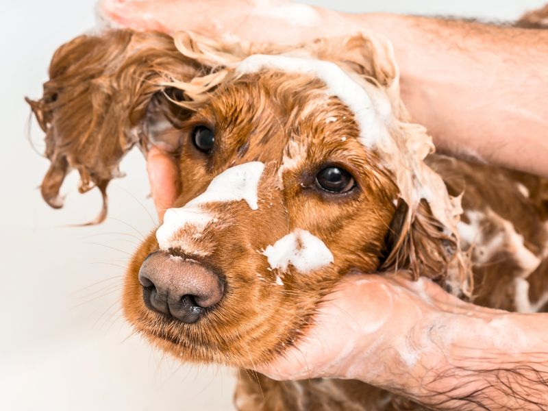 cocker spaniel dog being bathed
