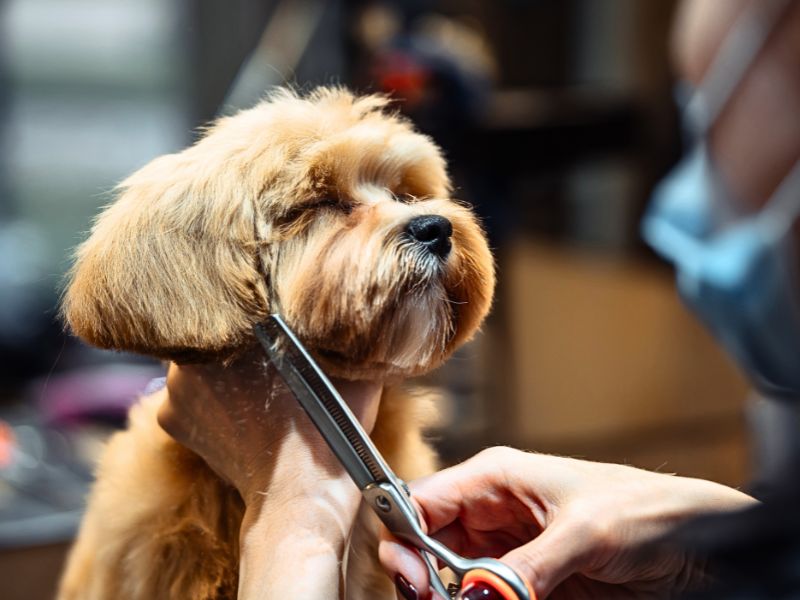yorkie dog getting a haircut