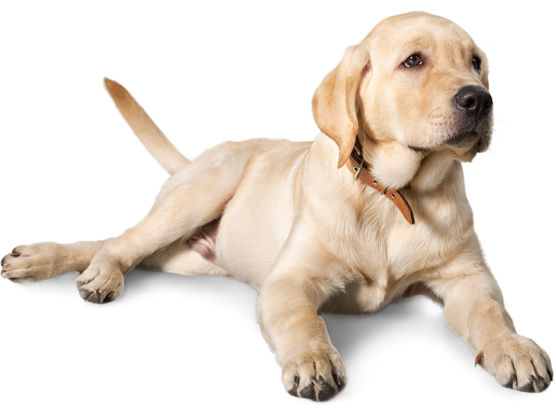 dog laying down