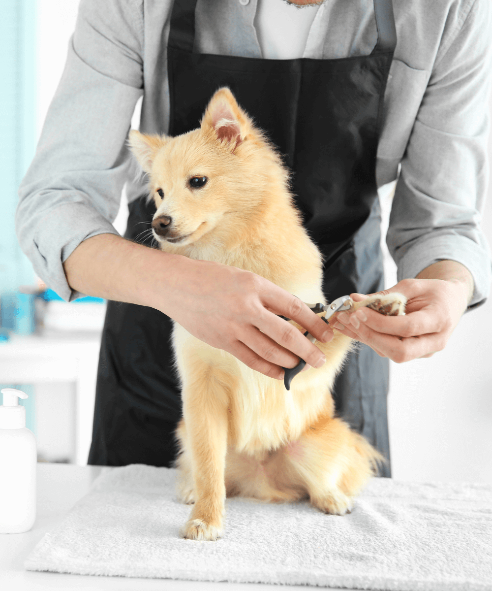 dog clippers