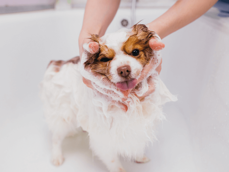 sudsy dog