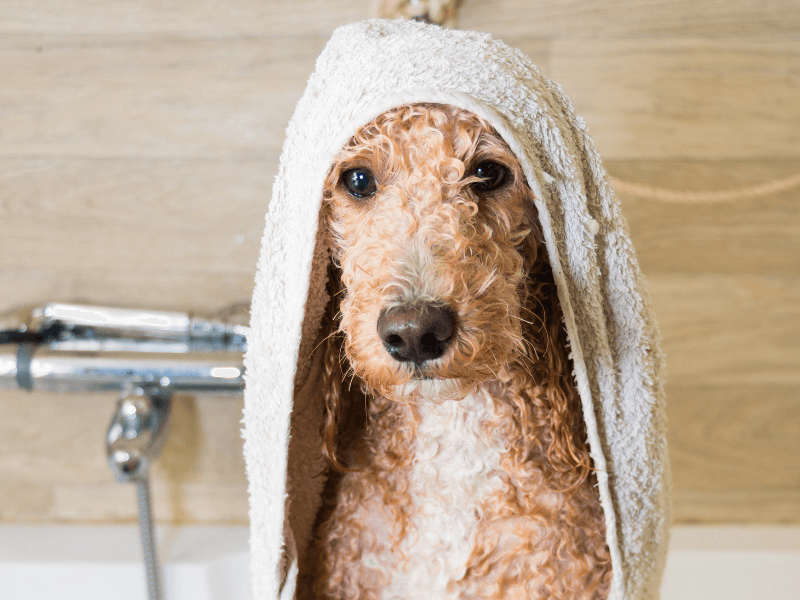 dog in a towel