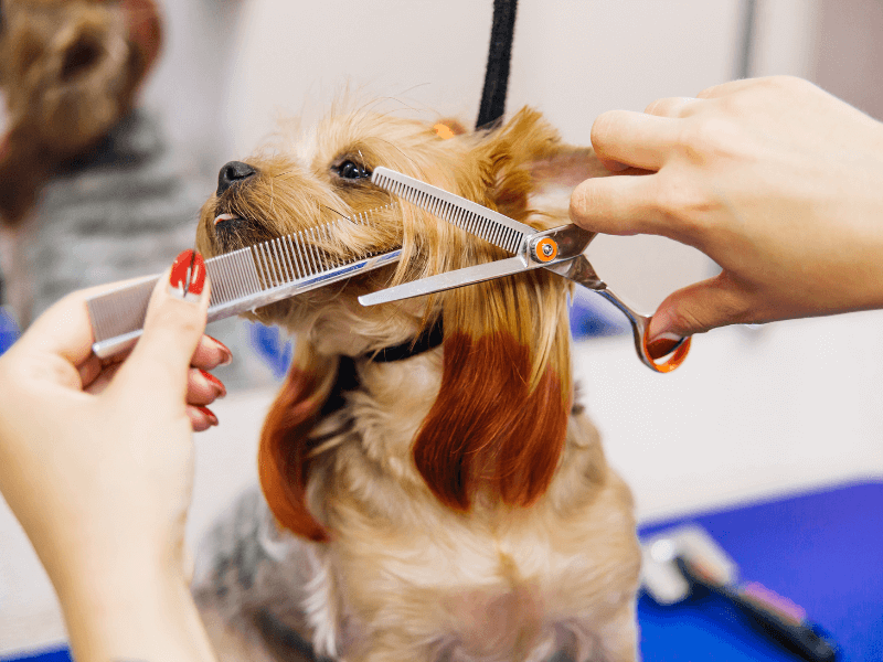 dog in clippers