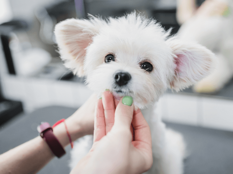 white dog