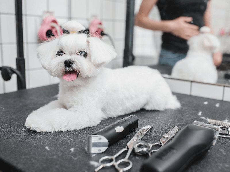 white dog