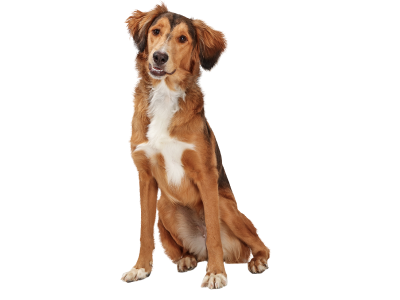 sitting dog