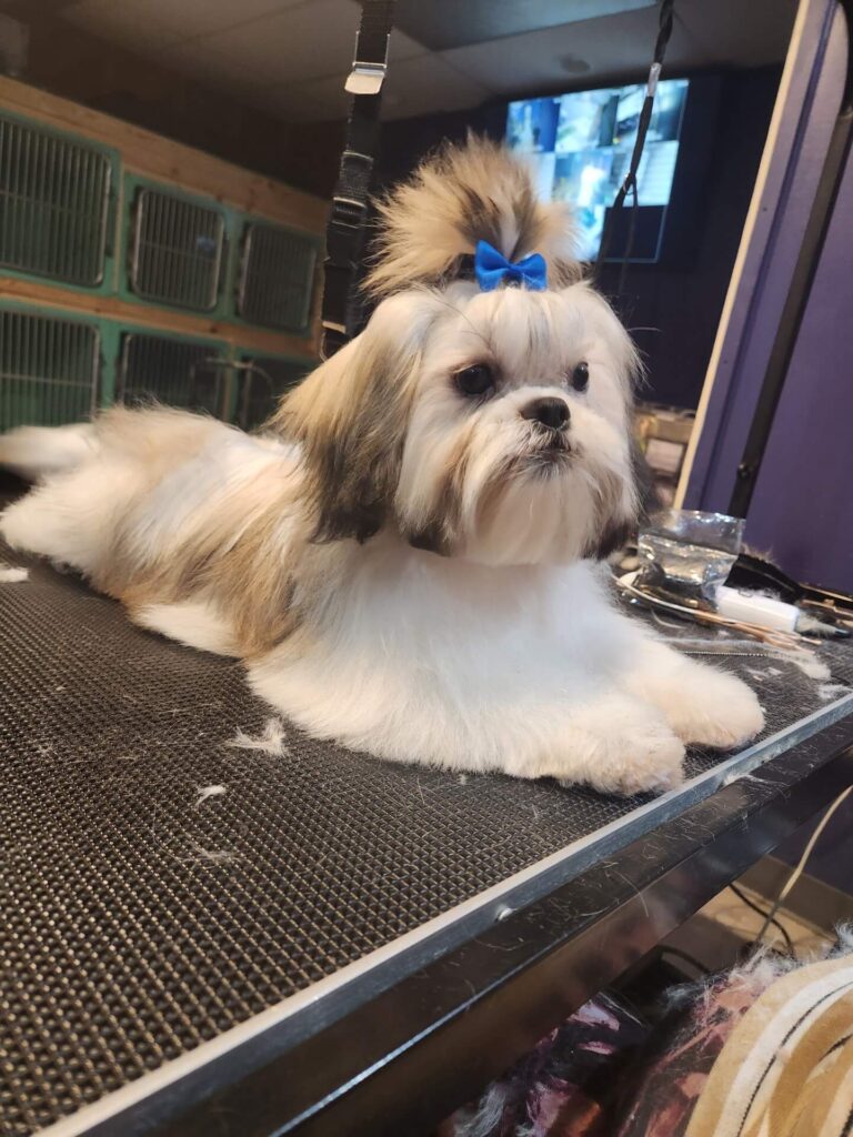 123_1 shitzu dog laying down with bow in its hair