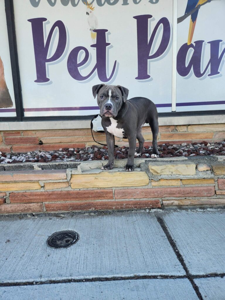 1647230039490490771 gray dog standing outside of pet parlor