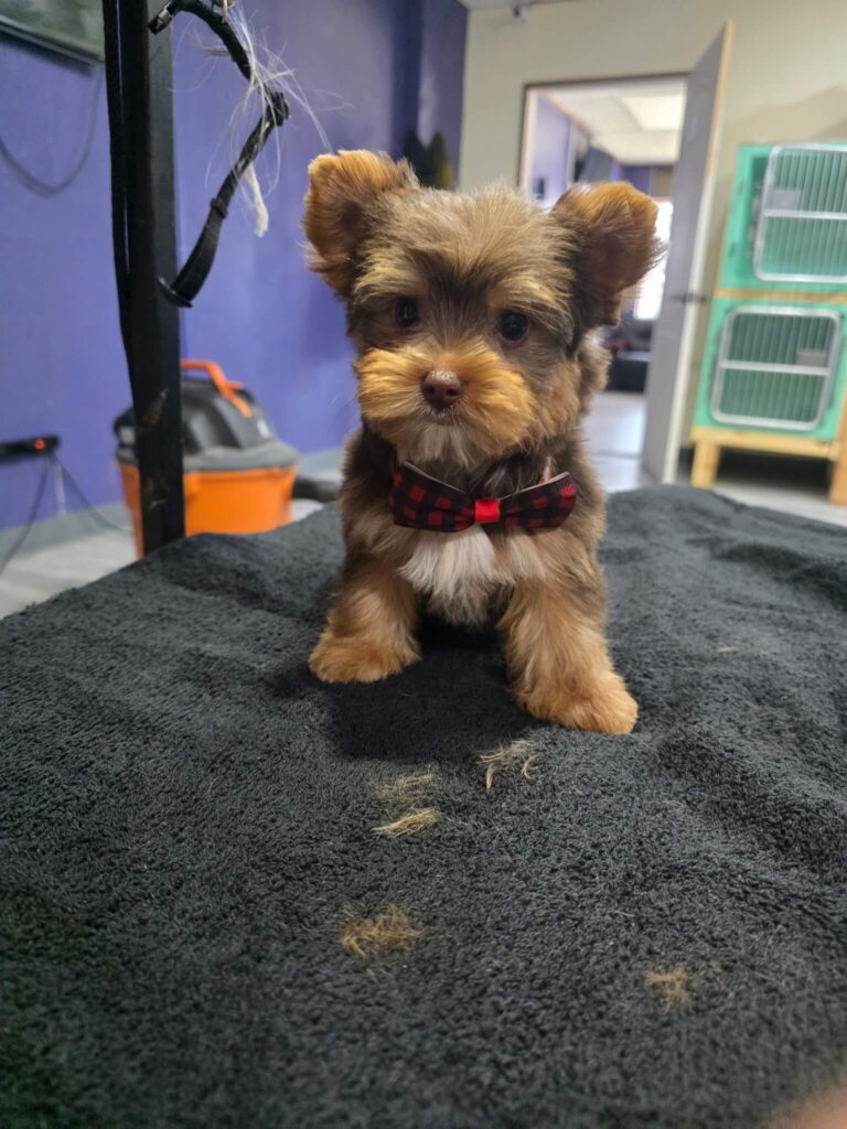 3585968671541684106 small dog with bow tie