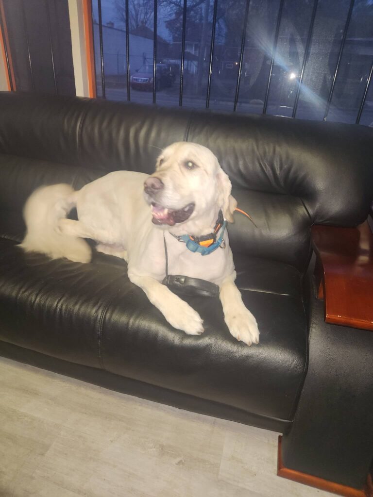 3693271560969077841 large dog laying on couch