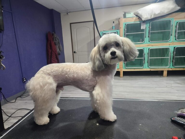 5033644512601855570 small white dog after haircut