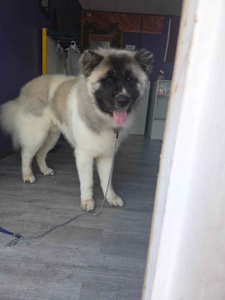 5592475983579854234 fluffy dog after grooming