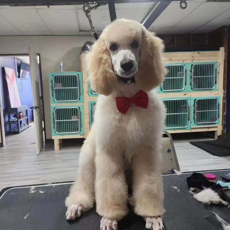 6081990389263743693 poodle dog with bow tie after grooming