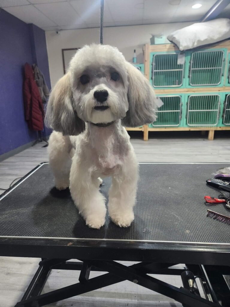 6420749053314746572 small white dog after haircut