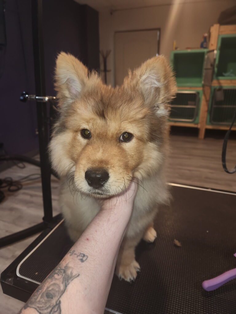 6772505385895576302 dog getting groomed