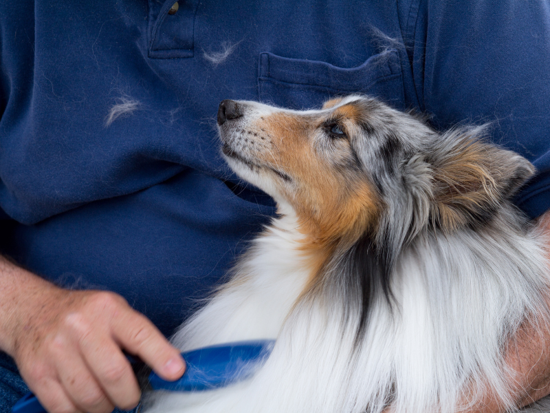 deshedding