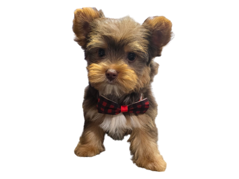 skye-terrier-dog-on-transparent-background-800x600-1 dog in a bowtie