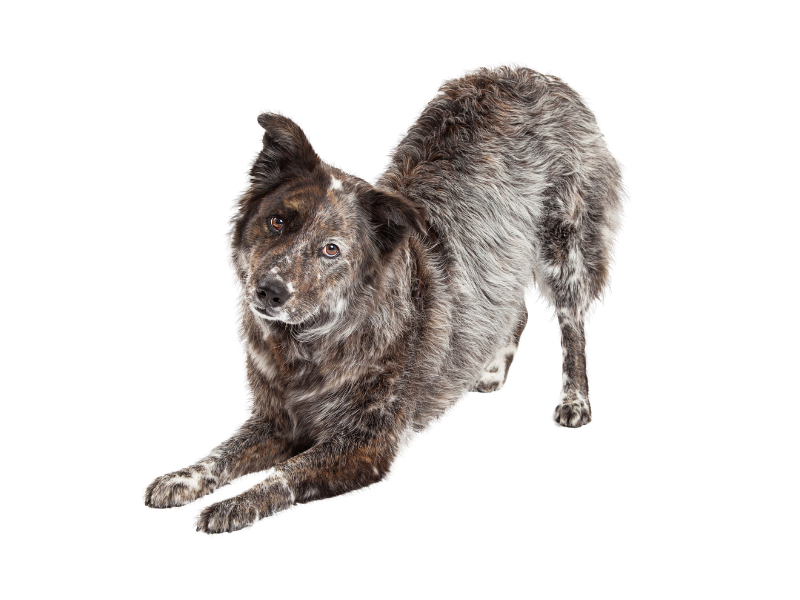 uneven-circle-frame-1-1200x900-1 dog stretching