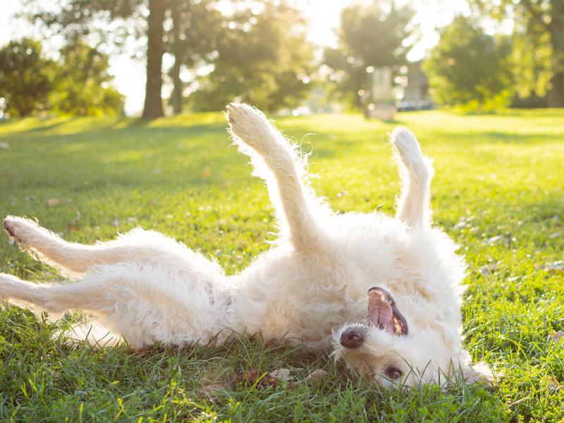 playful dog